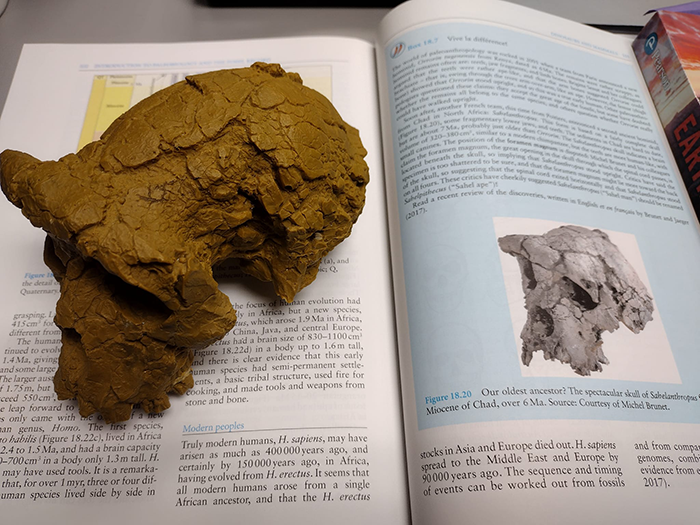 Dinosaur Skull and Book