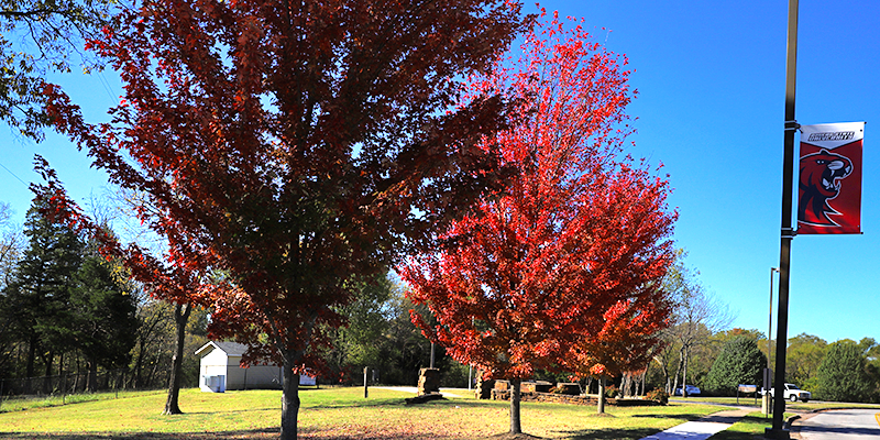 Fall trees on campus