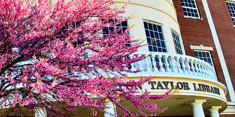 redbud tree blooming in front of the library