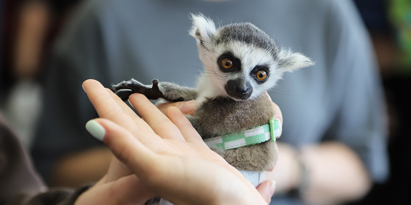 A lemur
