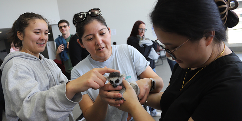 Three girls hold and pet a lemur