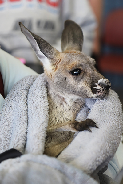 A baby kangaroo